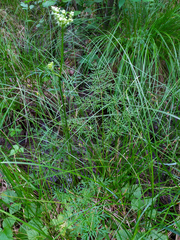 Peucedanum palustre