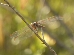 Orthemis nodiplaga
