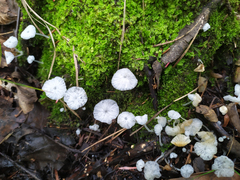 Delicatula integrella