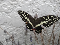 Papilio demodocus