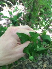 Ditrysinia fruticosa