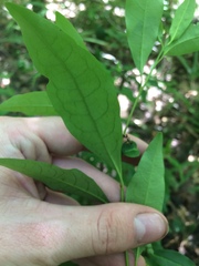Ditrysinia fruticosa
