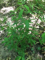 Ditrysinia fruticosa