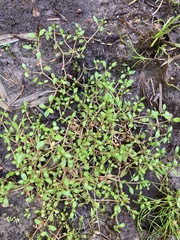 Glossostigma elatinoides