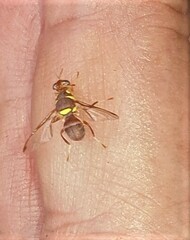 Didacus ciliatus