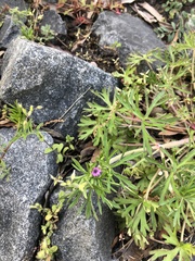 Geranium dissectum