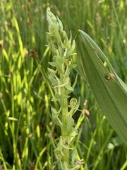 Platanthera sparsiflora
