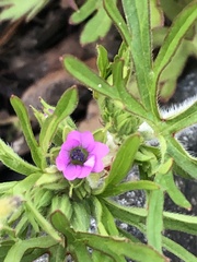Geranium dissectum