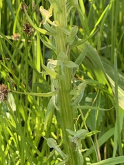Platanthera sparsiflora