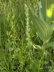 Platanthera sparsiflora