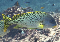 Plectorhinchus gaterinus