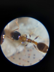 Monomorium floricola