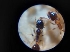 Monomorium floricola