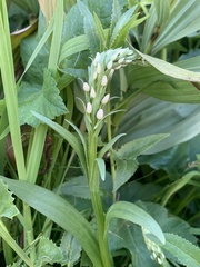 Platanthera dilatata leucostachys