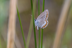 Plebejus
