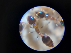 Monomorium floricola