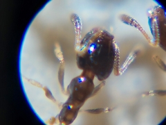 Monomorium floricola