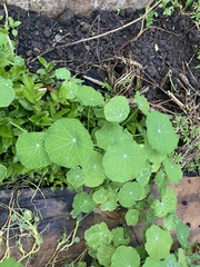 Tropaeolum majus image