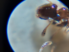 Monomorium floricola