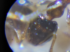 Monomorium floricola