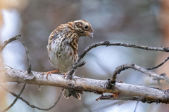 Emberiza rustica