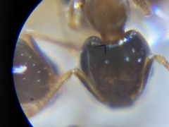 Monomorium floricola