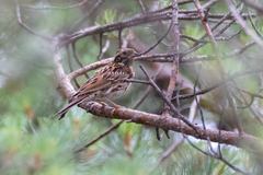 Emberiza rustica