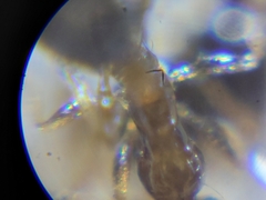 Monomorium floricola