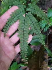 Adiantum pyramidale