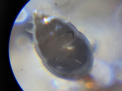 Monomorium floricola