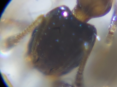 Monomorium floricola