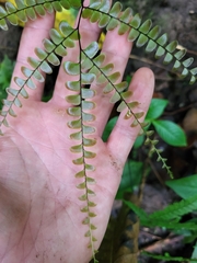Adiantum pyramidale