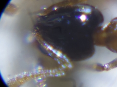 Monomorium floricola