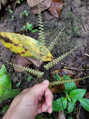 Adiantum pyramidale