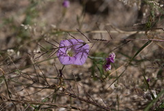 Ipomoea ternifolia