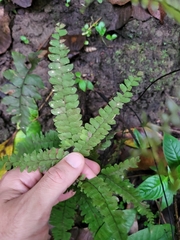 Adiantum pyramidale