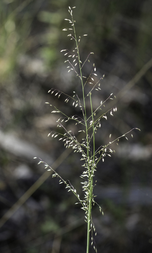 pine dropseed (Blepharoneuron tricholepis)