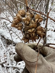 Physocarpus opulifolius