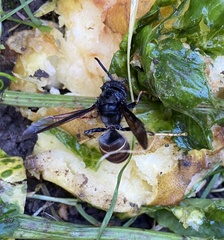Vespa velutina nigrithorax