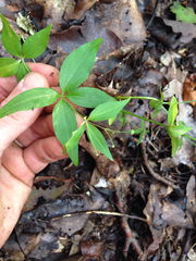 Galium latifolium