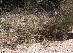 Ipomoea ternifolia