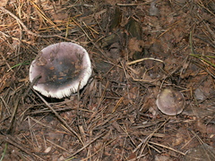 Russula azurea