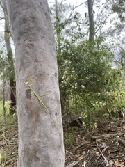 Archimantis latistyla