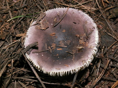 Russula azurea