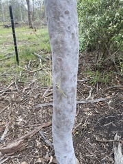 Archimantis latistyla