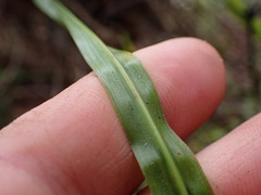 Cordyline pumilio
