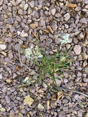 Asclepias subverticillata
