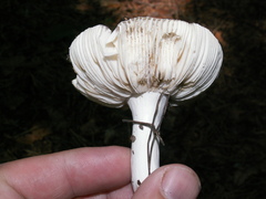Russula azurea