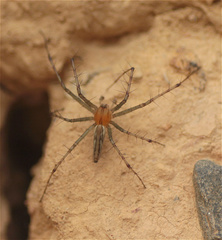 Peucetia rubrolineata