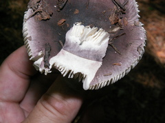 Russula azurea